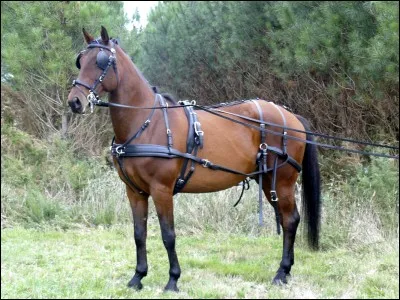 Pour atteler, vous mettez ... sur votre cheval