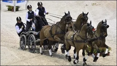 En attelage sportif, vous vous servirez plutôt...