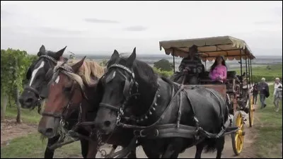 Avec un cheval, vous attelez en solo; 2 chevaux vous attelez en paire mais 3 chevaux de front cela s'appelle un attelage...