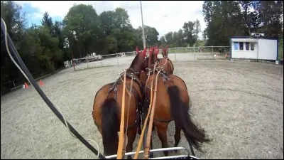 Un cavalier dirige son cheval grâce aux rênes mais ... indiquent la direction à un cheval attelé