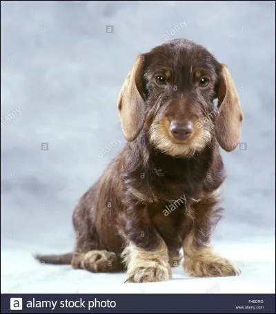 Ce chien est un "teckel" :