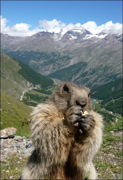 Cet animal s'appelle la "marmotte" :