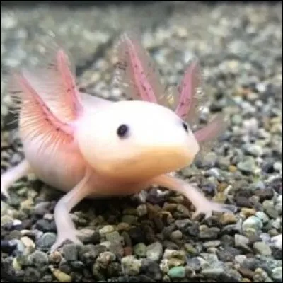 Cet animal s'appelle "concombre de marée" :