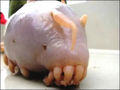 Cet animal s'appelle "cochon de mer" :