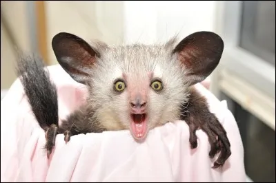 Le nom de cet animal prouve qu'il a mal :