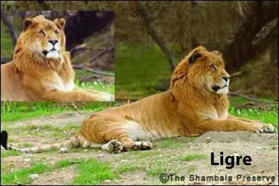 Comment a-t-on pu faire le "ligre" ?