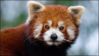 Le panda roux fait partie de la famille des pandas :