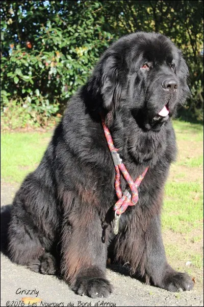 Ce chien est un "husky" :