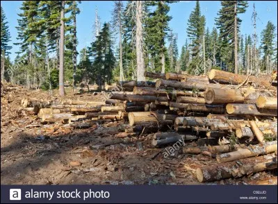 Le papier toilette de couleur est nocif :