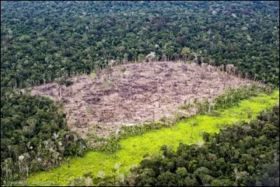 Et pour finir, le WWF a-t-il r&eacute;ussi &agrave; stopper l'exploitation de for&ecirc;t amazonienne ?