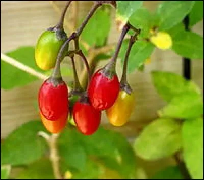 Quelle plante est appelée "douce amère " ?