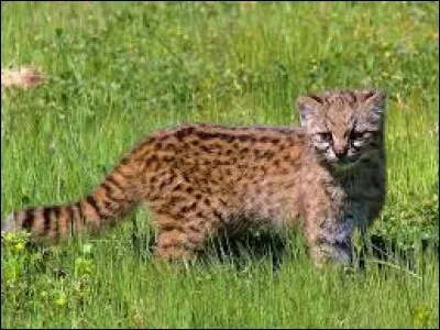 Localisation : Sud-Ouest de l'Argentine, centre et Sud du Chili
Description : petit félin, de 1 à 3 kg, petite tête aux oreilles rondes, queue courte et touffue, pelage gris fauve à brun tacheté de noir
Statut de conservation : vulnérable
