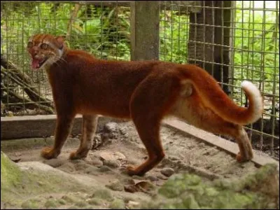 Localisation : Indonésie, Malaisie, Brunei 
Description : félin endémique de l'île de Bornéo, taille comparable à un chat domestique, pelage uniforme roux ou gris, avec une longue queue. Il s'agit de l'un des félins les moins connus et des plus rares
Statut de conservation : en danger