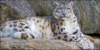 Localisation : vallées des hautes montagnes d'Asie centrale, de Sibérie centrale et de l'Altaï
Description : félin de taille moyenne, entre 40 et 55 kg, pattes courtes, pieds larges, longue queue, yeux gris vert (une rareté chez les félins)
Statut de conservation : vulnérable