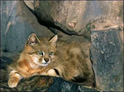 Localisation : hauts plateaux couverts de prairies, de l'Équateur à la Patagonie
Description : petit félin de 3 à 7 kg en moyenne, oreilles pointues, couleur de sa robe très variable, grise, jaune ou brune, avec des rayures brun foncé
Statut de conservation : non évalué