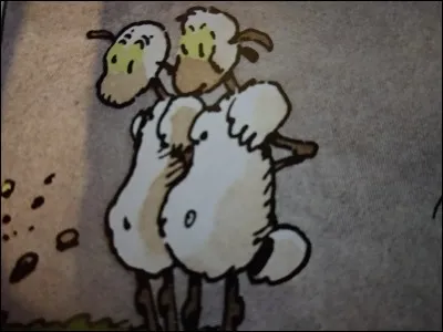 Quels sont les noms de ces 2 brebis ?