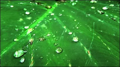 Selon le dicton 'Pluie du matin n'arrête pas...