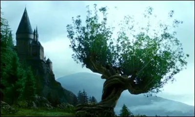 Qui appuie sur le nud du saule cogneur lors de la 3e année d'Harry à Poudlard ?