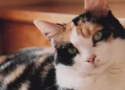 Quiz Journée internationale du chat