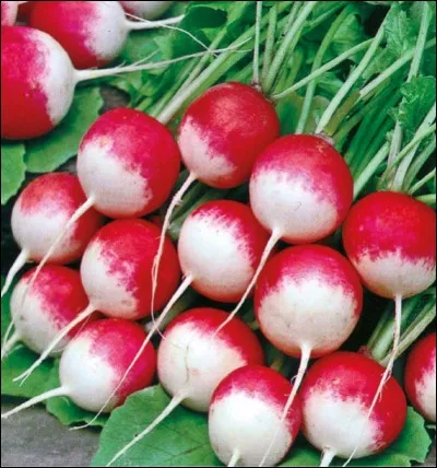 La monnaie Quizz biz est appelée "Radiz". Avec ces radiz nous pouvons acheter plusieurs choses ou obtenir des avantages. 
Quels sont ces avantages ?