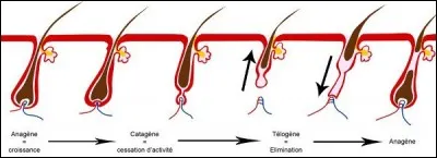 Le poil repousse plus vite après ...