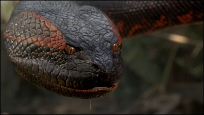 Comment se nomme ce serpent ?