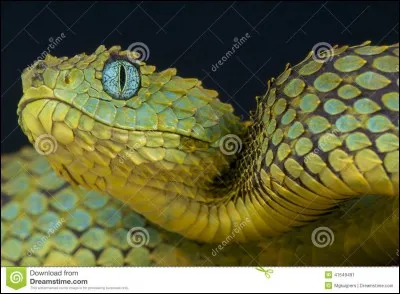 Comment se nomme ce serpent ?