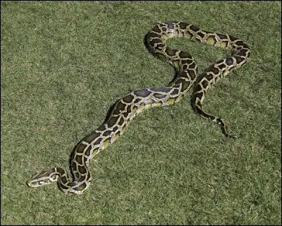 Comment se nomme ce serpent ?