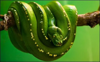 Comment se nomme ce serpent ?
