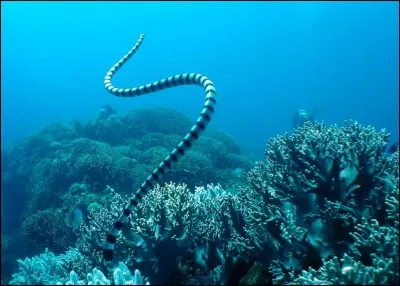 Comment se nomme ce serpent ?