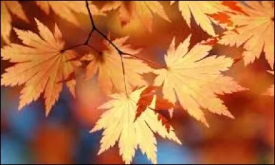 Laquelle de ces chanteuses est l'interprète de "Feuille d'automne" ?