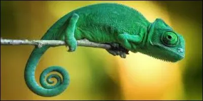 Ton caméléon est toujours en vie ?