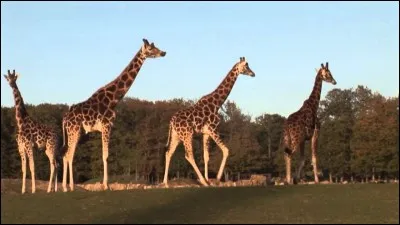 La girafe peut faire...