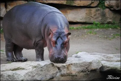 Combien de kilos l'hippopotame peut-il manger et quoi ?