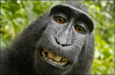 Comment dit-on "singe" en anglais ?