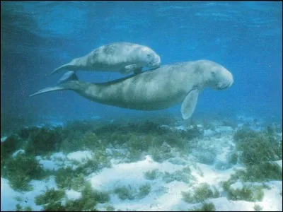 Quelle est la traduction de "animaux marins" ?