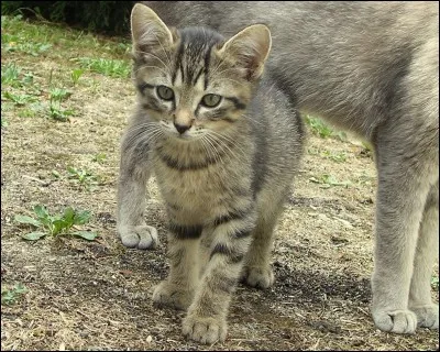 Qui est le dernier apprenti de Plume Rousse ?