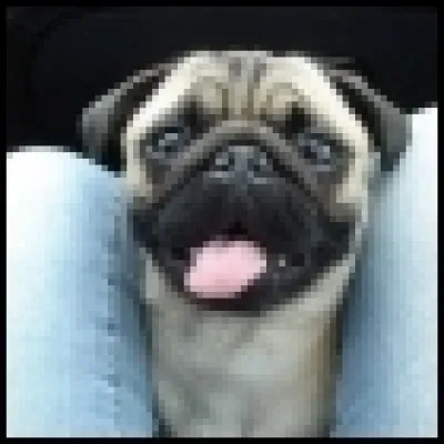 Buddy - Quelle est la race de ce chien ?