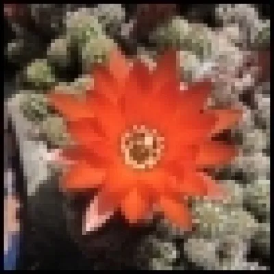 Kristin63 - Citez une chanson de Christine and the Queens.