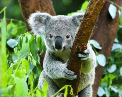 Combien y avait-il d'animaux en 2010 ?