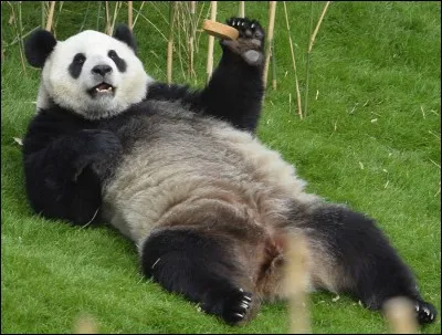 Deux pandas géants sont arrivés de Chine , un événement incroyable suivi par toutes les télévisions belges, en quelle année ?