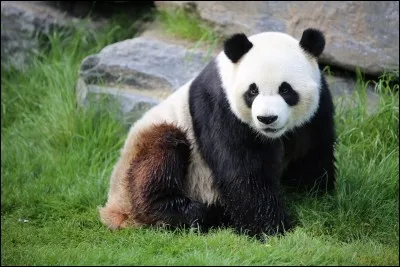 Comment s'appellent-ils ?