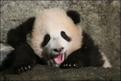 La femelle a donné naissance à un joli petit bébé ! Quelle est la date de naissance de celui-ci ?