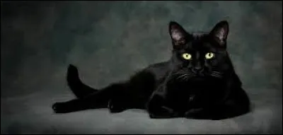 'Le Chat noir' est une nouvelle fantastique de quel écrivain américain ?