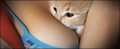 Que donnait Margot à son chat dans une chanson de Brassens ?