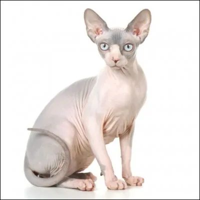 Quel est le nom de ce chat nu ?