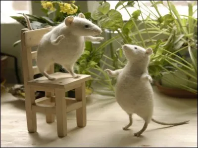 Selon le dicton, que font les souris quand le chat n'est pas là ?