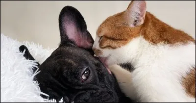 Qui a écrit 'Dialogue des bêtes' où le chat Kiki-la-Doucette échange avec Toby-Chien ?