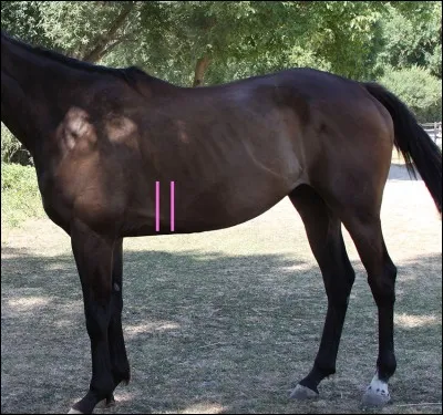 Comment se nomme cette partie du cheval ?