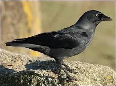 Quel est le nom de cet oiseau ?